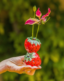 Conjunto de 6 Mini Vasinhos de Frutas em Cerâmica - Dolce Vita- Pré Venda 10 dias úteis