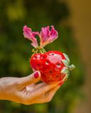 Conjunto de 6 Mini Vasinhos de Frutas em Cerâmica - Dolce Vita- Pré Venda 10 dias úteis