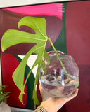 Vaso de Vidro Orgânico Transparente – Design Artesanal